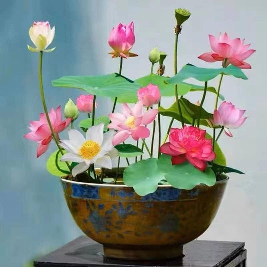 🔥Spring Hot Sale 50% OFF🌺Mixed Colour Bonsai Bowl Lotus Seeds🌺