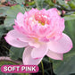 💎Rare Species | 7-Day Germination 🌱 50% Off – Today Only!  Bonsai Bowl Lotus Seeds