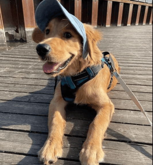 🔥Outdoor Sun Protection Hood For Dogs - Buy 2 Get Free Shipping Now!